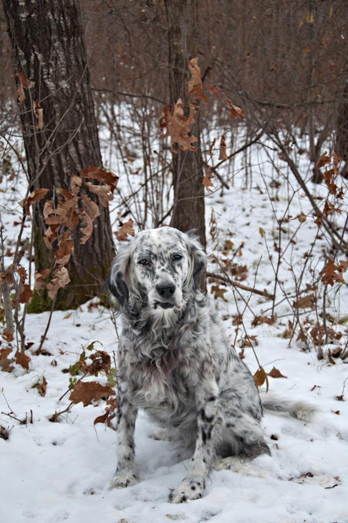 Name:  Grace awaiting a birthday treat at the Treat Tree 11-8-19.jpg
Views: 1879
Size:  118.4 KB