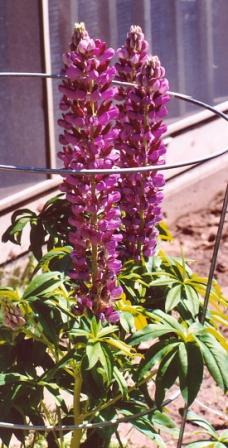 Name:  Garden - Lupines in full bloom 6-20-08.jpg
Views: 284
Size:  29.5 KB