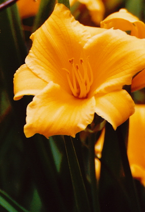 Name:  Garden - Stella d'Oro lily 7-9-08.jpg
Views: 284
Size:  68.2 KB