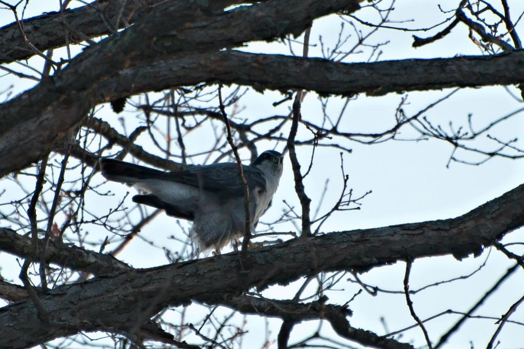 Name:  Northern goshawk 2-25-21 C.jpg
Views: 2483
Size:  113.6 KB