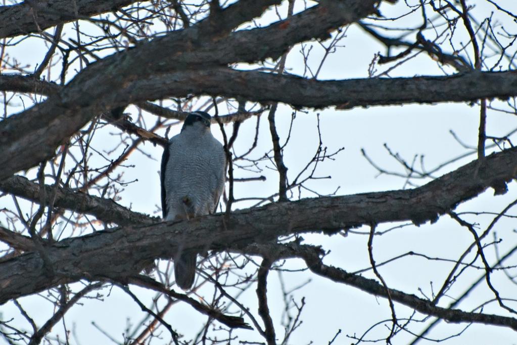 Name:  Northern goshawk 2-25-21 B.jpg
Views: 2214
Size:  117.6 KB