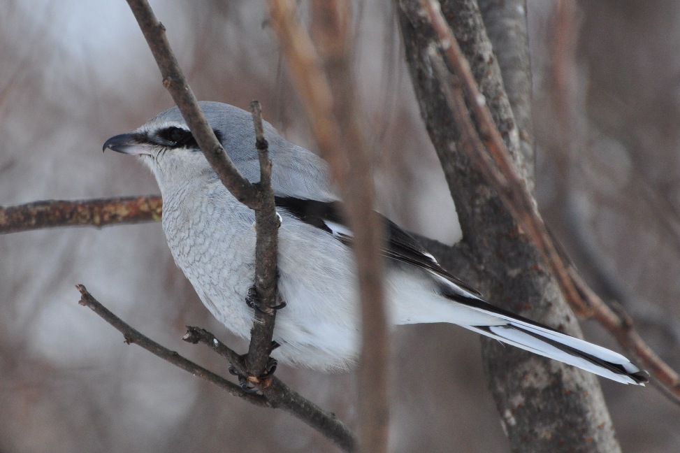 Name:  Northern shrike 1-16-11 D.JPG
Views: 1002
Size:  189.5 KB