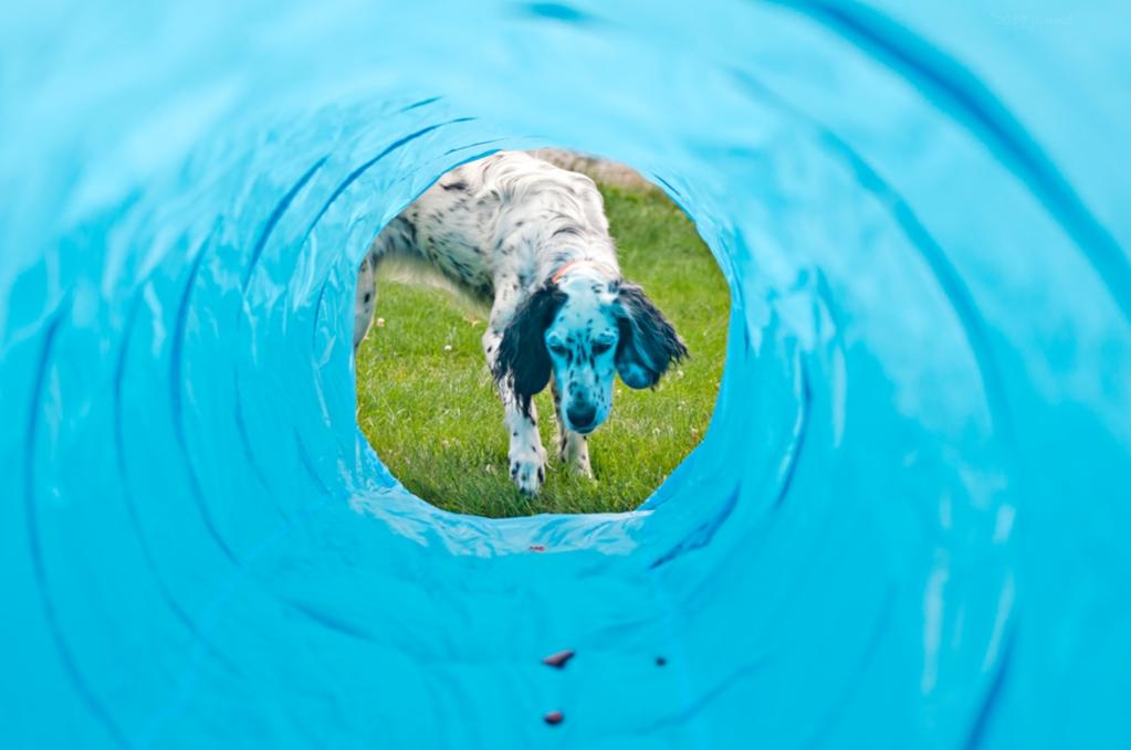 Name:  Lili contemplating the treats in the tunnel 8-12-19.jpg
Views: 3917
Size:  53.9 KB