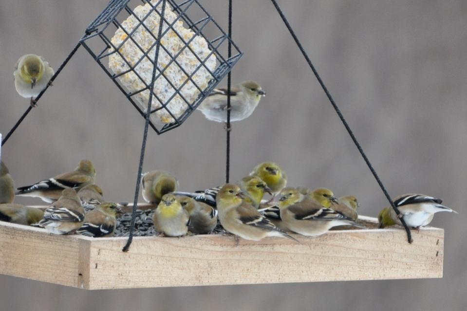 Name:  Some of the goldfinches 12-16-10 A.jpg
Views: 306
Size:  62.8 KB
