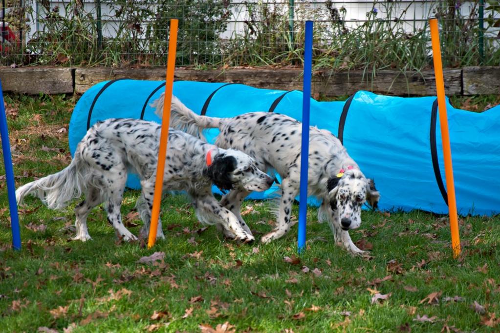 Name:  Lili and Colbi checking out the agility course 10-23-19 B.jpg
Views: 13375
Size:  148.6 KB