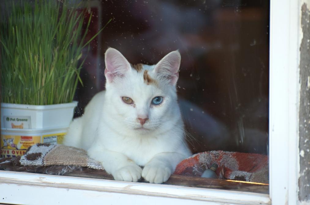 Name:  JD in the window, looking out 8-14-16.jpg
Views: 260
Size:  61.0 KB