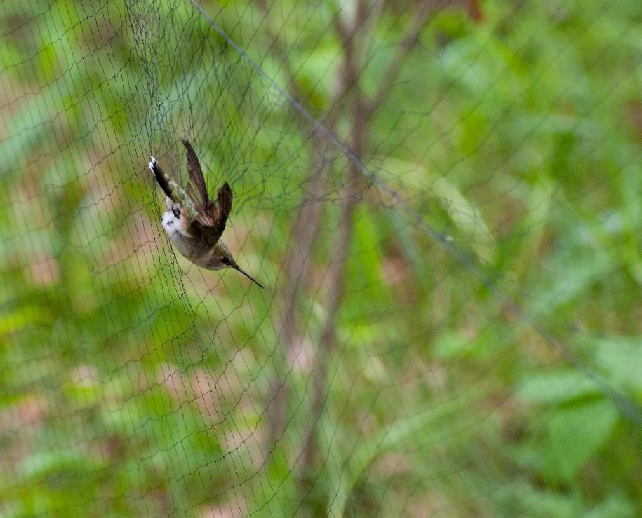 Name:  Ruby-throated hummingbird 5-24-11.jpg
Views: 1021
Size:  91.6 KB