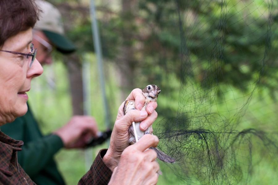 Name:  Karen untangling a rose-breasted grosbeak fem 5-24-11.jpg
Views: 576
Size:  68.3 KB