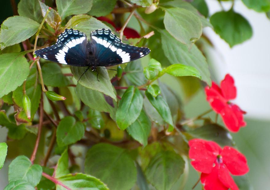 Name:  White admiral butterfly 8-1-11.jpg
Views: 541
Size:  72.4 KB