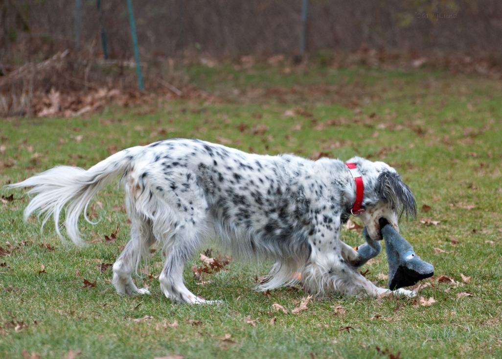 Name:  Brier enjoying himself at Casss 16th birthday pawty 11-28-17 A.jpg
Views: 215
Size:  117.7 KB