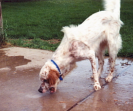 Name:  Evan on his first day of unrestricted exercise after surgery-water frolics 6-9-99.jpg
Views: 286
Size:  67.6 KB