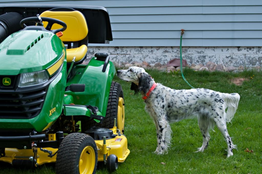 Name:  Lili making a last safety check of the new tractor 5-16-20.jpg
Views: 4251
Size:  112.7 KB