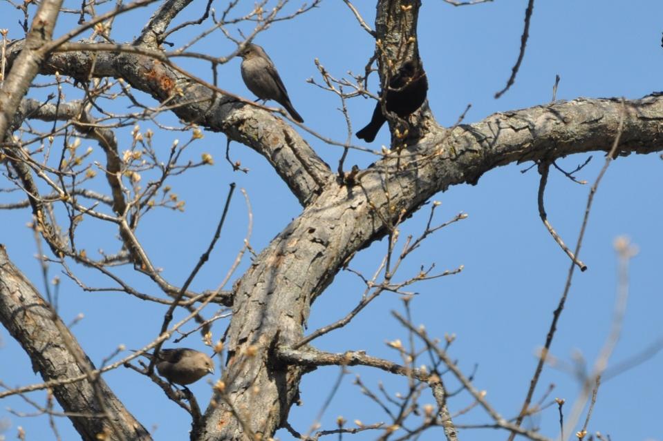 Name:  Brown-headed cowbirds 4-22-10.jpg
Views: 199
Size:  93.1 KB