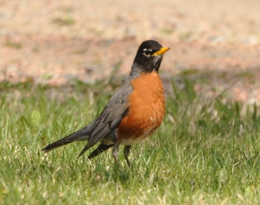 Name:  Robin male 4-22-10 B.jpg
Views: 232
Size:  67.7 KB