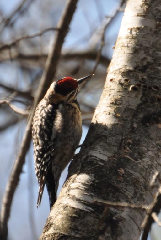 Name:  Yellow-bellied sapsucker 4-18-10 A.jpg
Views: 163
Size:  51.5 KB