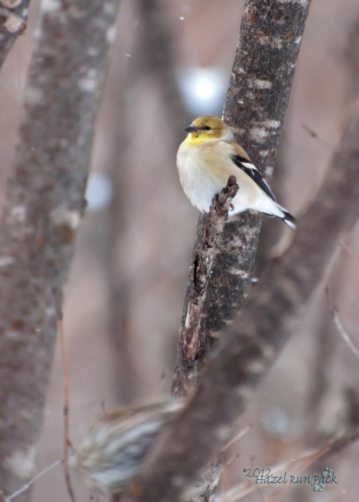 Name:  American goldfinch, early spring male 3-4-12 B.jpg
Views: 175
Size:  55.8 KB