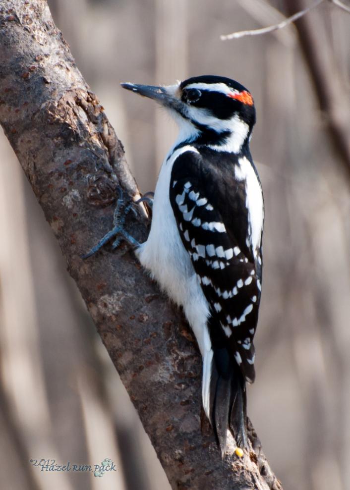 Name:  Hairy woodpecker, male 3-19-12 D.jpg
Views: 164
Size:  74.1 KB