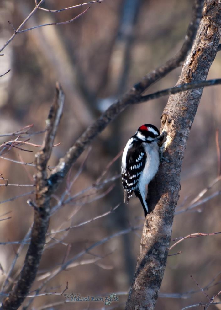 Name:  Downy woodpecker, male 3-5-12 A.jpg
Views: 152
Size:  70.8 KB