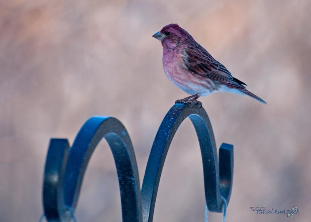 Name:  Purple finch, male 3-5-12 A.jpg
Views: 115
Size:  43.8 KB