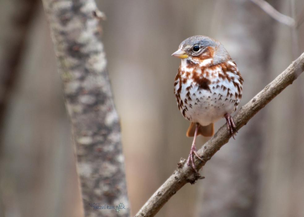 Name:  Fox sparrow 4-1-12 H.jpg
Views: 123
Size:  47.4 KB