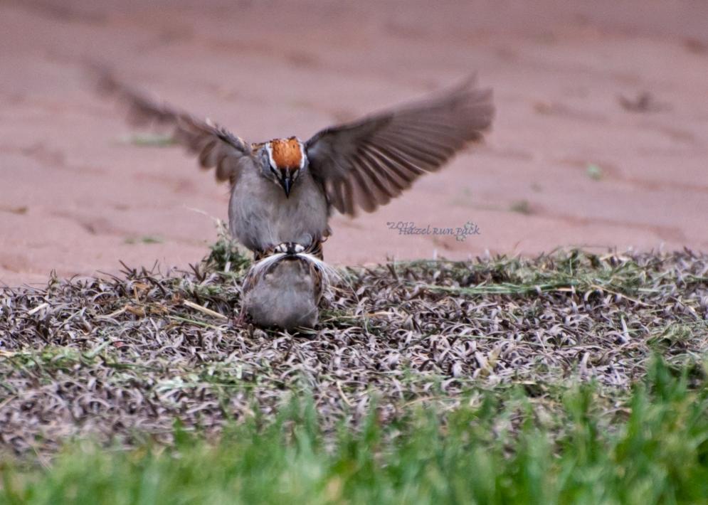 Name:  Chipping sparrows, nesting material, copulation 5-17-12 B.jpg
Views: 100
Size:  95.8 KB