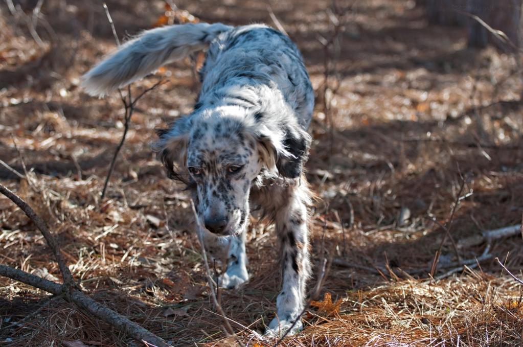 Name:  Grace enjoying a walk along the right-of-way 3-21-20.jpg
Views: 2990
Size:  123.2 KB