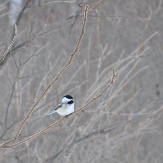 Name:  chickadee.jpg
Views: 969
Size:  25.8 KB