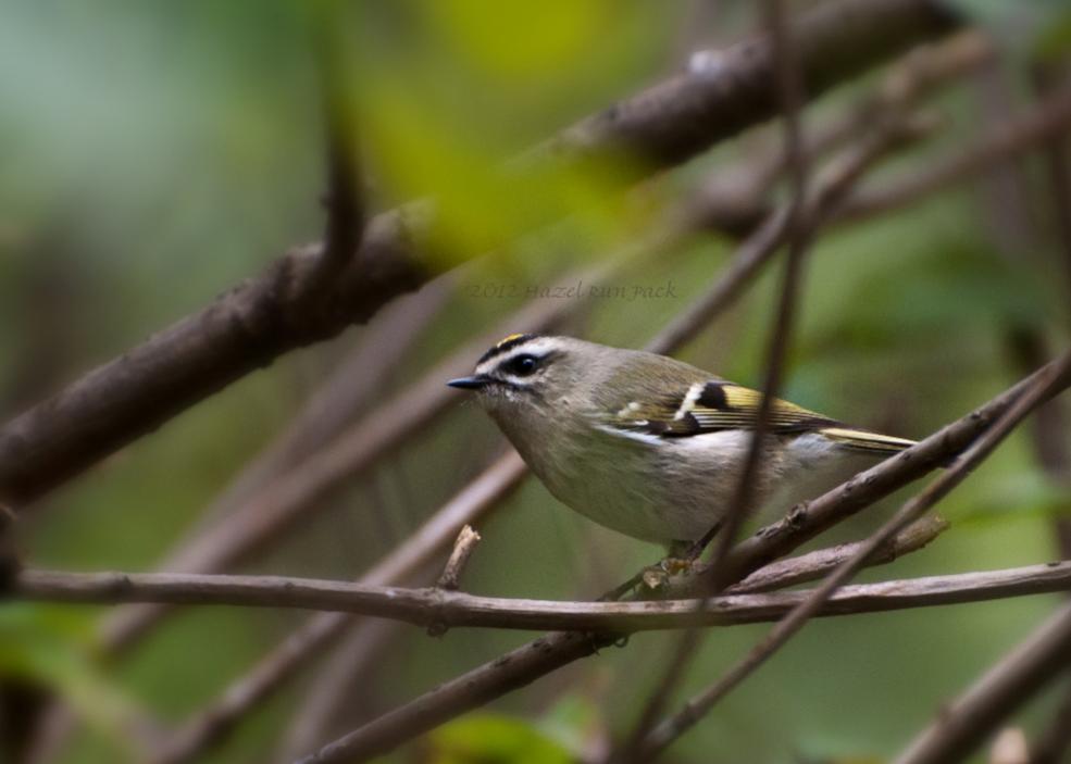 Name:  Golden-crowned kinglet 9-12-12.jpg
Views: 1557
Size:  48.8 KB