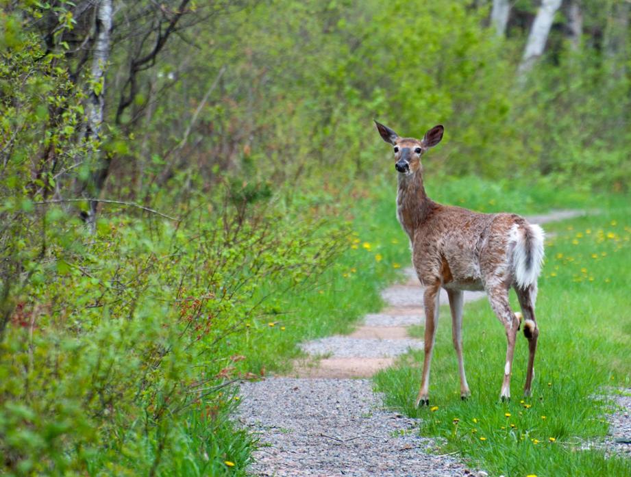 Name:  Shaggy spring deer 5-21-11 A.jpg
Views: 699
Size:  125.2 KB