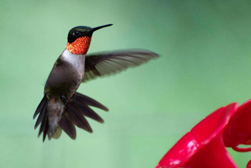 Name:  Ruby-throated hummingbird 7-28-11 C.jpg
Views: 208
Size:  52.6 KB