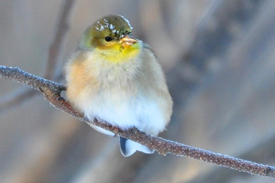 Name:  American goldfinch 12-14-10 B1.jpg
Views: 143
Size:  54.4 KB