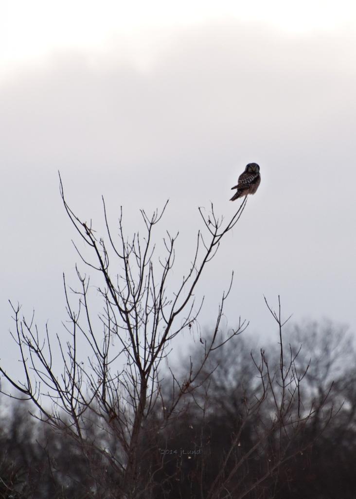 Name:  Northern hawk-owl, first glimpse 12-31-14 B.jpg
Views: 260
Size:  65.0 KB