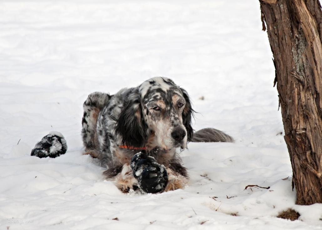 Name:  Cass with her beloved Kong 1-15-15 A.jpg
Views: 563
Size:  69.8 KB