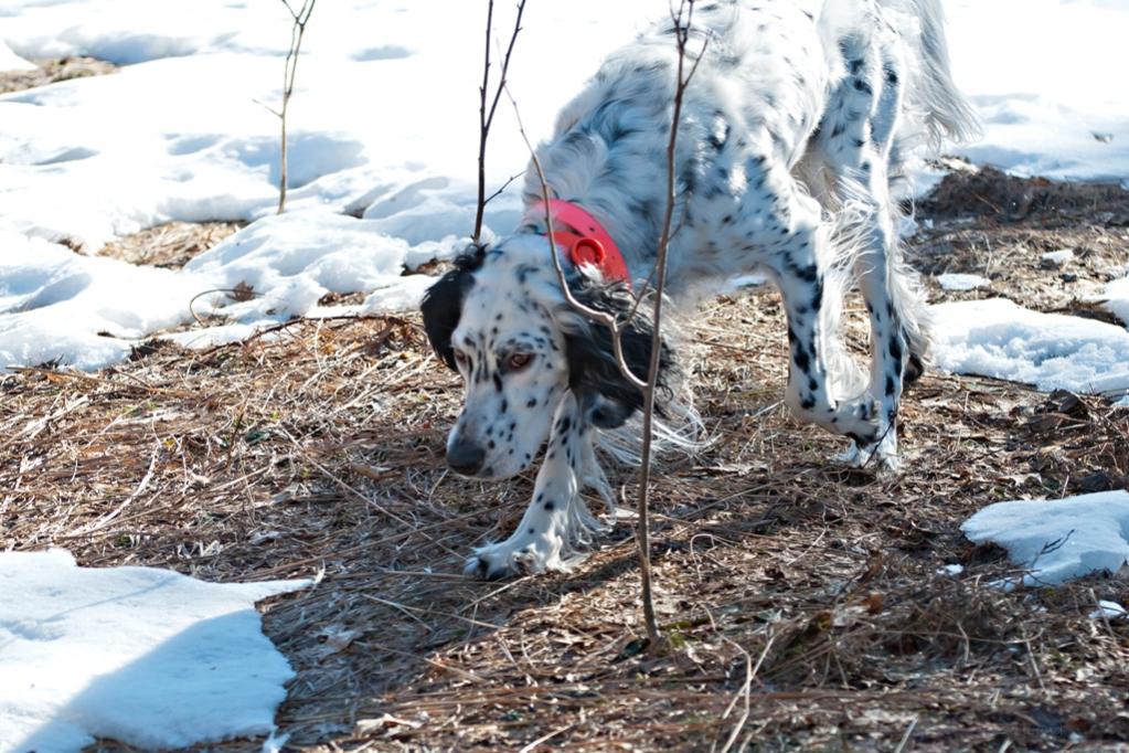 Name:  Lili coming out of the meadow 3-21-20.jpg
Views: 3354
Size:  144.1 KB