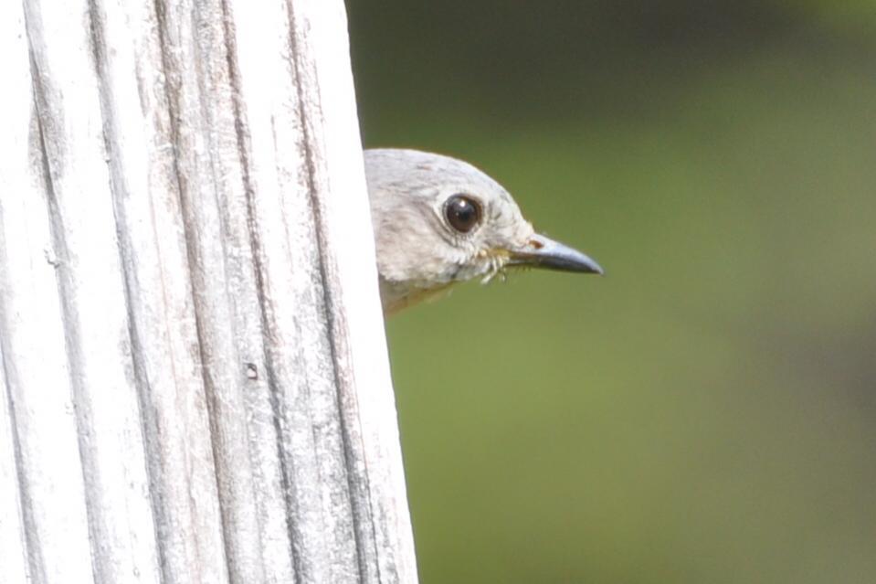 Name:  Mama bluebird in the house 5-9-10 A.jpg
Views: 149
Size:  45.6 KB