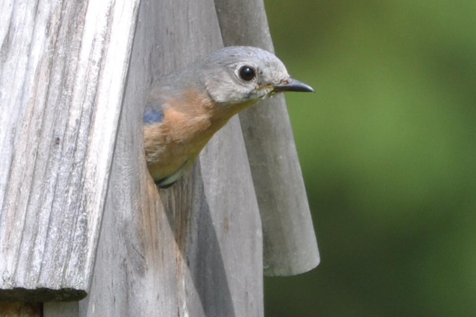 Name:  Mama bluebird in the house 5-9-10 C.jpg
Views: 159
Size:  55.3 KB