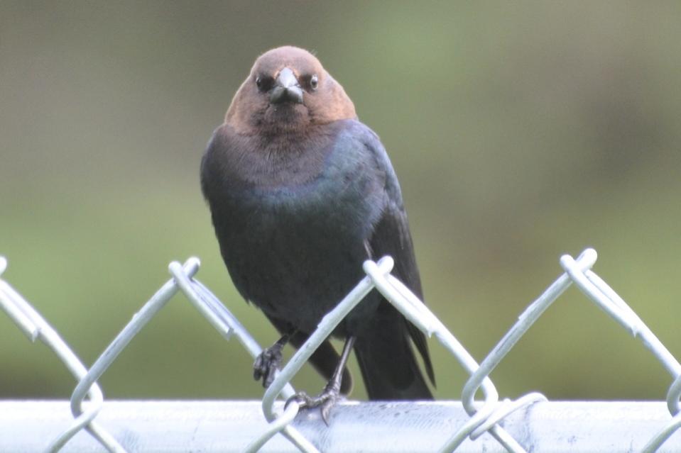Name:  Brown-headed cowbird male 5-9-10 A.jpg
Views: 209
Size:  41.9 KB