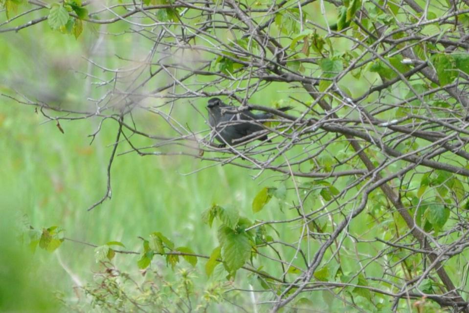Name:  Gray catbird 5-10-10.jpg
Views: 224
Size:  96.7 KB