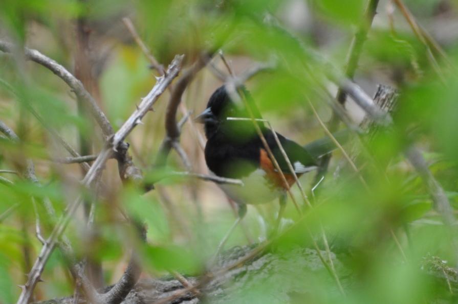 Name:  Rufous-sided (spotted) towhee 5-10-10 A.jpg
Views: 219
Size:  46.1 KB