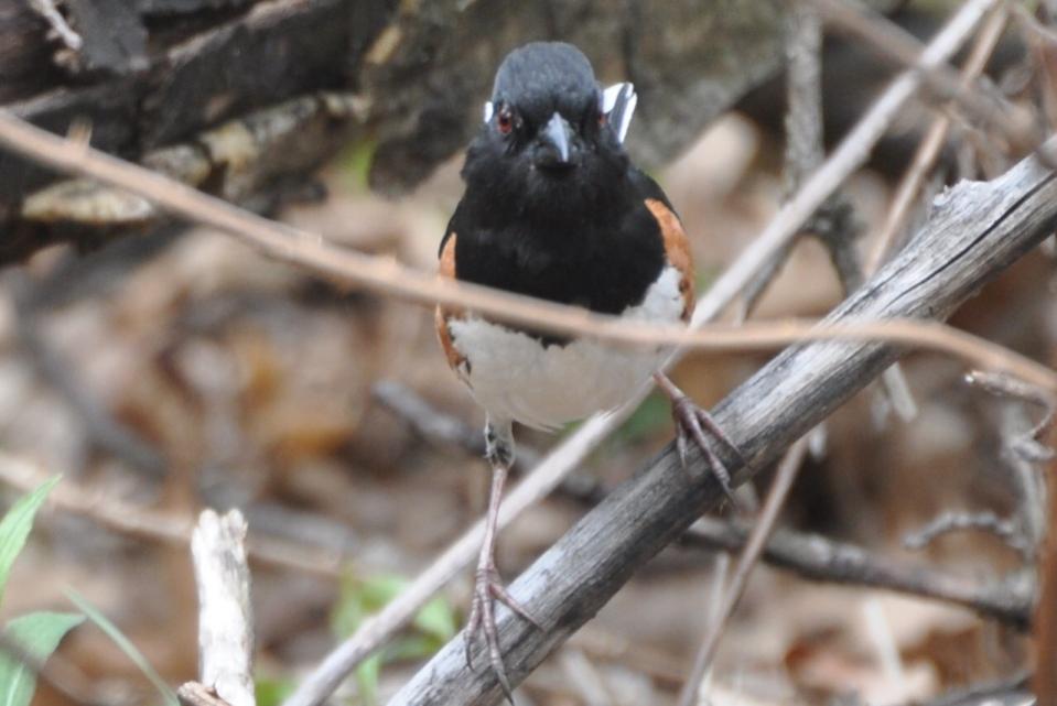 Name:  Rufous-sided (spotted) towhee 5-10-10 C1.jpg
Views: 206
Size:  60.9 KB