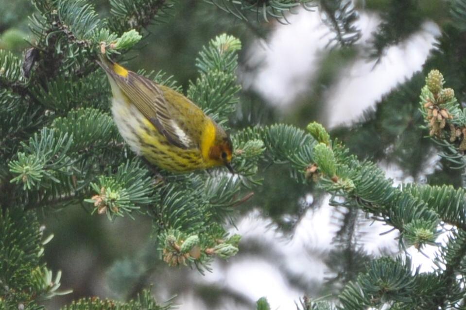 Name:  Cape May warbler male 5-12-10 B.jpg
Views: 150
Size:  87.0 KB