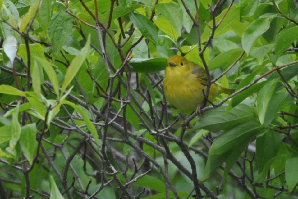 Name:  Yellow warbler fem 5-12-10 A.jpg
Views: 153
Size:  84.7 KB