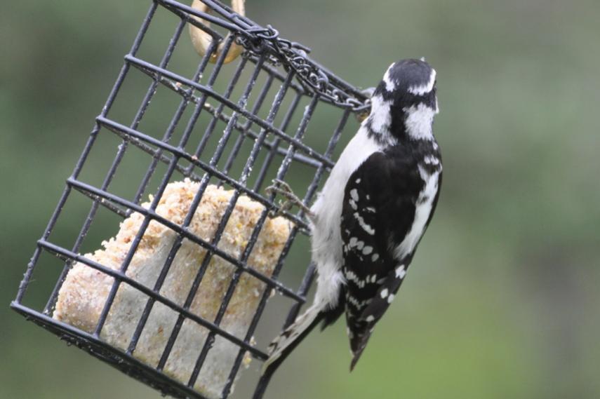 Name:  Downy woodpecker 5-12-10 A.jpg
Views: 143
Size:  51.7 KB