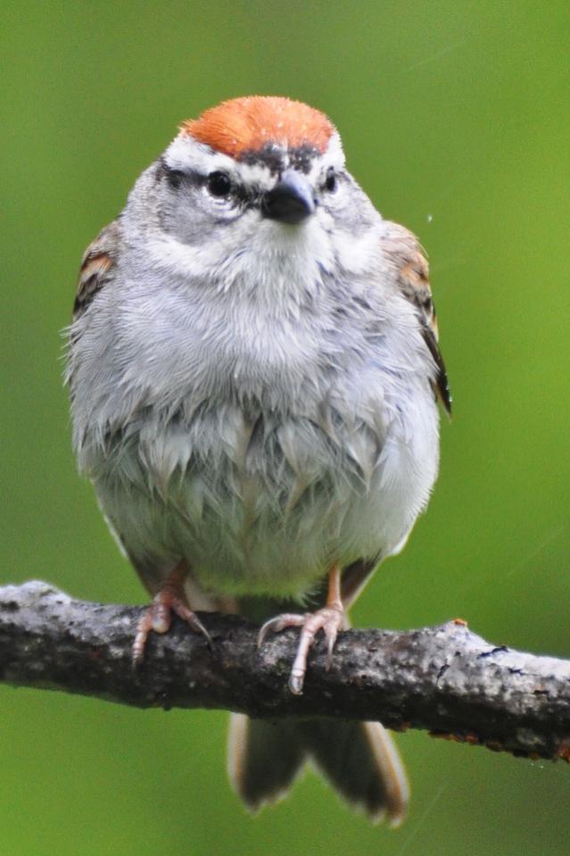 Name:  Chipping sparrow 5-13-10 C.jpg
Views: 85
Size:  64.9 KB