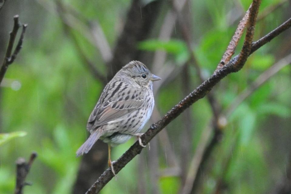 Name:  Lincoln's sparrow 5-13-10 C.jpg
Views: 77
Size:  55.5 KB