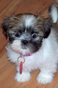 Name:  Lil' Laurie (now Penelope), adopted Feb. 2, 11.JPG
Views: 368
Size:  22.3 KB