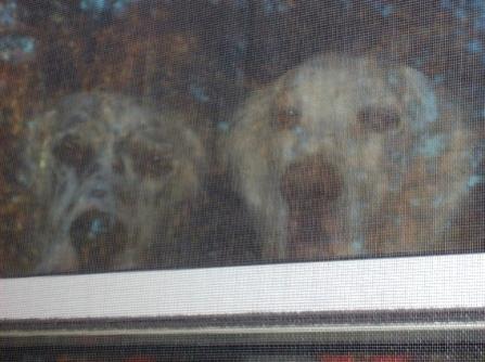 Name:  Brier and Ember at the window 10-11-08.jpg
Views: 463
Size:  24.0 KB