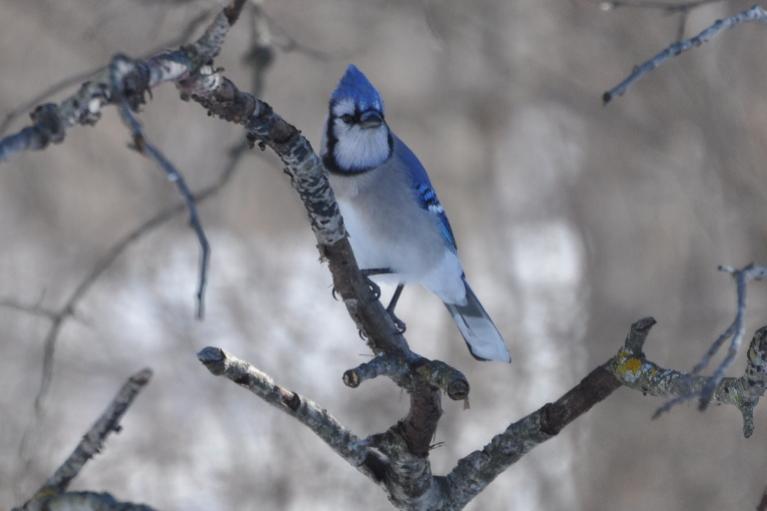 Name:  blue jay 2-14-10.jpg
Views: 1013
Size:  33.6 KB