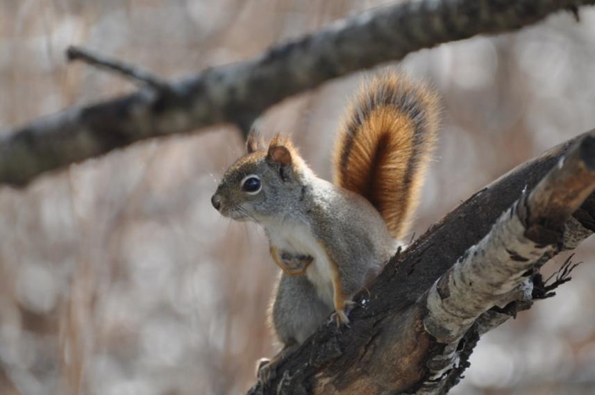 Name:  Red squirrel 3-29-10 A.jpg
Views: 282
Size:  44.0 KB