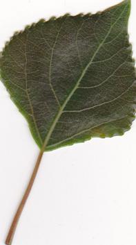 Name:  Tree leaf.JPG
Views: 593
Size:  13.8 KB